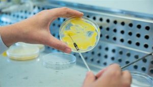 Detalle de trabajo en el laboratorio de la Mision Biologica de Galicia MBG CSIC. Imagen cedida por el Consejo Superior de Investigaciones Cientificas. EFE